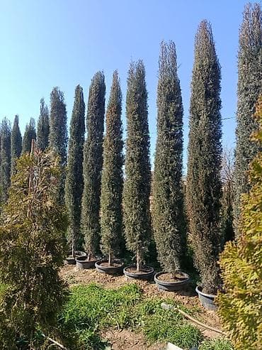 evkalipt agaci satilir: Piramidanli yolka hündürlüyü 4-5m qabdadi Rayon ağacı deyil — 2