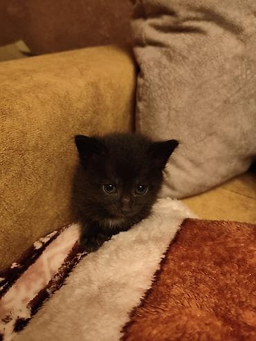 кошки бесплатно: Отдаются бесплатно домашние котята.Только в добрые и заботливые руки — 4