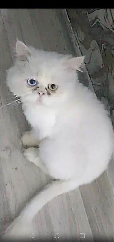 Fars, Erkək, Yaxşı əllərə, Ünvandan götürmə lalafo.az -da Fars, Erkək, Yaxşı əllərə, Ünvandan götürmə