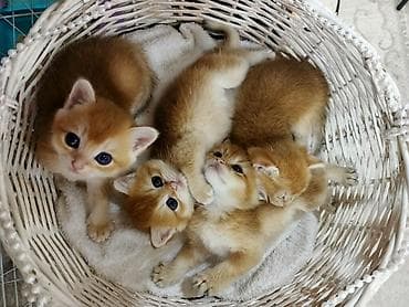 heyvan: Qızıl şinşilla, Erkək, Dişi, Yaxşı əllərə, Ünvandan götürmə, Ödənişli çatdırılma — 3