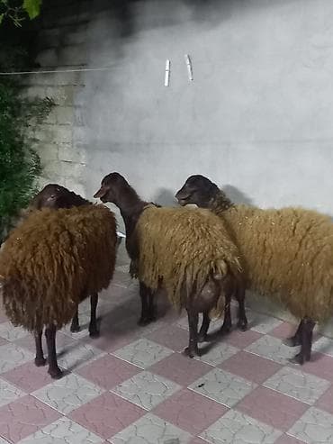 ev sicani: Qoyunlar – yerli cins, qəhvəyi/qum rəngli yunluqla. - Say: şəkillərdə — 4