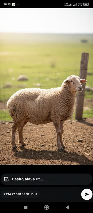 yetim quzular: 2 ədəd 5 aylıq quzulardı,süddən təzə kəsilib buynuzu olmayanın diri — 2