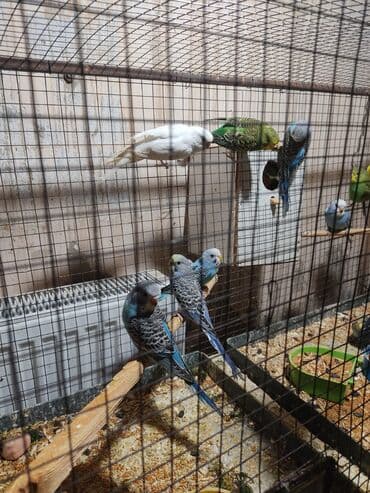 Tata: Biri 10 man 21 dene qusdu umumi3 cut var qalanlari baladir tergidirem — 3