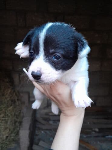 cibus itleri: Zvonok, 1 ay, Dişi, Ünvandan götürmə — 5