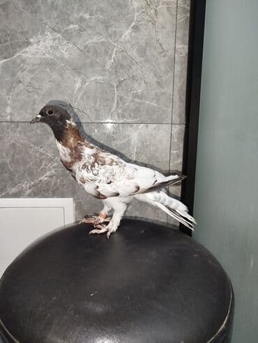 goyercin yuvasi: Satılır: 3 ədəd dekorativ göyərçin dəsti Xüsusiyyətlər: - Rəng — 3