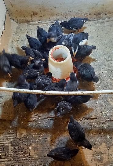 cücə qiymətləri: Toyuq cücələri, Damazlıq, Ünvandan götürmə — 3