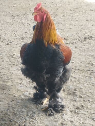 diri toyuq: Toyuq, Brama, Damazlıq, Ödənişli çatdırılma — 2