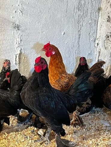 Akvarium aksessuar və ləvazimatları: Toyuq, Damazlıq — 2