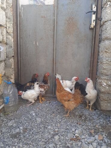 toyuga verilen adlar: Toyuq, Damazlıq — 1