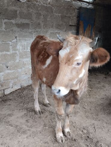 Inəklər, öküzlər: Birinci qarın duye Bogazdir 10gune doğacaq Qiyməti 1950manat ünvan — 4