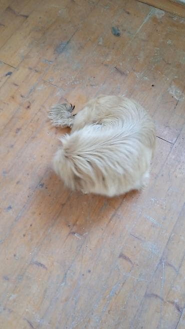 samoyed balasi satilir: Pekines, 6 ay, Dişi — 2