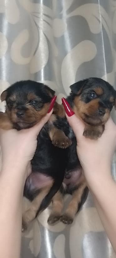 Heyvanlar üçün mallar: Məhsul: Yorkşir ter yer balası Qiymət: 400 AZN (şəkildə göstərilib) — 6