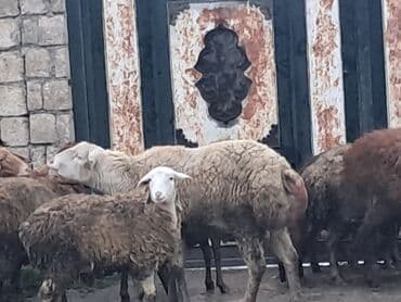 sort qoyunlar: Erkək, il: 1, 60 kq, Damazlıq, Ünvandan götürmə — 6