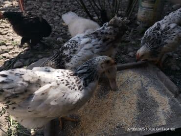 quş satışı: Toyuq, Yumurtalıq — 8