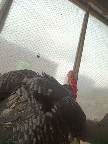 Mal-qara: Hinduşka — 1