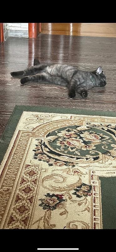 Gəmiricilər: Britan, Erkək — 2