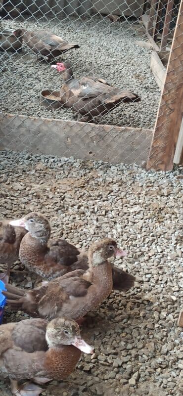 Quşlar: 3 ədəd krasnadar bala satılır əsl damazlıg ucundu 1 erkək iki dişi — 2