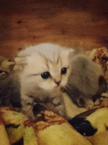 avcarka balaları: Britan — 3