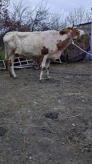 mal qoyun: Dişi, Simental, il: 5, Südlük, Ünvandan götürmə — 5