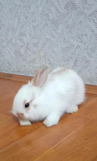 mini toy pudel: Mini lop dovşan balası satılır. 15 azn — 4