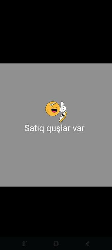 bildircin quşu: Satış üçün quşlar - Müxtəlif növ ev quşları mövcuddur - Gözəl rənglər — 1