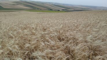 Грунт: Sentosa arpa toxumu - Fotoşəkillərdə göstərilən geniş sahələrdə — 2