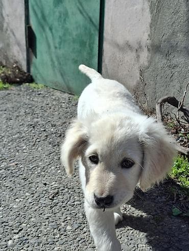 afcarka balalari satilir: Retriever, 3 ay, Erkek, Peyvəndli, Ödənişli çatdırılma — 1