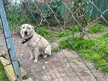 toyuq cuce satiram: Alabay, Erkek — 1