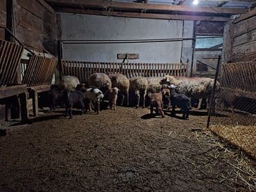 itler pikines type 1: 10dənə balalı qoyundu yaşlı qoyunları dı quzular otuxubdu heyvanlar — 3