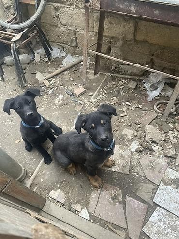 Labrador-retriver, 7 ay, Peyvəndli