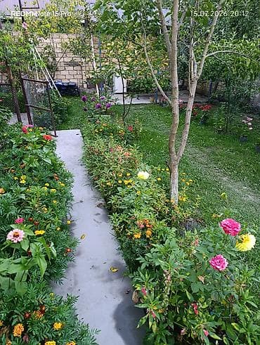 hamarmeşə kəndi: Qebelede hovuzlu kiraye ev kim istese buyra biler manqal samavar — 10