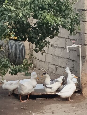 zumrud ordək: Məhsul: Ev quşları – ördəklər (qrup halında) Təsvir: - Şəkillərdə — 2