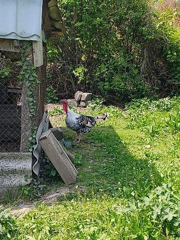 cucə və xoruz təmsil: Erkək, Damazlıq — 1