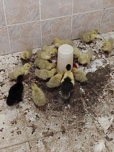 mandalin ordek: Satılan məhsul ördək balalarıdır.lavanda təmiz qan Şəkillərdə bir — 3