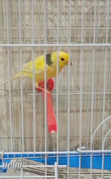 korella quşu: Sarı kanareyka – qəfəs ilə - Növ: Kanareyka (sarı rəngdə, boyun — 2