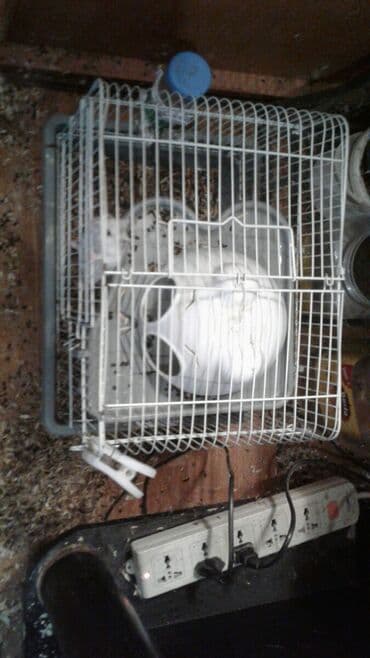 сколько стоят кошки: Shekilleri cevirin Xamyak ucun qefes satilir qiymeti 25 azn 3 eded — 27