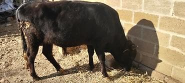 cins inekler: Dana, buzov, Erkək, ay: 10, Ətlik — 3