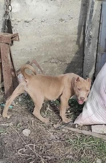 rus it adları: Pitbul — 1