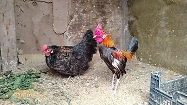 ev itler: Toyuq, Damazlıq — 2