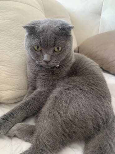 pişik cütleşdirmek: Şotland yastı qulaq, Erkək, Cütləşmə üçün — 6