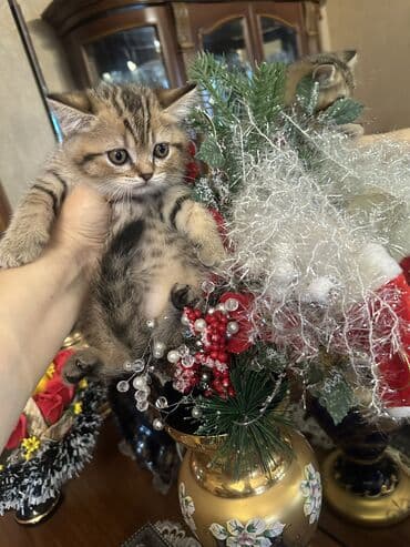 pisik ucun evler: Şotland — 5