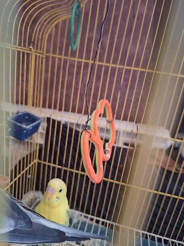 Quşlar: Tam saglam quşdu 4 yaşı var böyuk ehtimalla erkekdi isdeyen olsa — 4