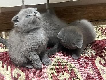 Britan, Erkək, Dişi, Yaxşı əllərə, Ünvandan götürmə, Pulsuz çatdırılma, Ödənişli çatdırılma