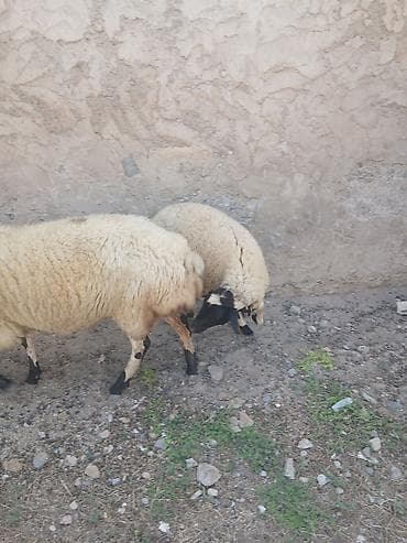 kreditle heyvan satisi: Ana baLa satıLır cavan heyvandı — 6