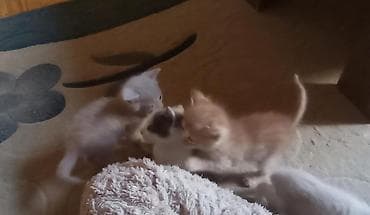 pisiklerin cutlesme vaxti: Erkək, Dişi, Yaxşı əllərə, Ünvandan götürmə, Pulsuz çatdırılma, Ödənişli çatdırılma — 5