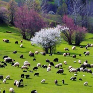 Pişiklər: Yem qabı, Su üçün, Heyvanlar üçün, Ünvandan götürmə, Rayonlara çatdırılma — 2