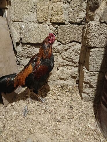 qurd əleyhinə dərmanlar: Cinsi yapon 1 yaş yarımlıq heyvandı problemsiz heyvandı yoxlamışam — 1