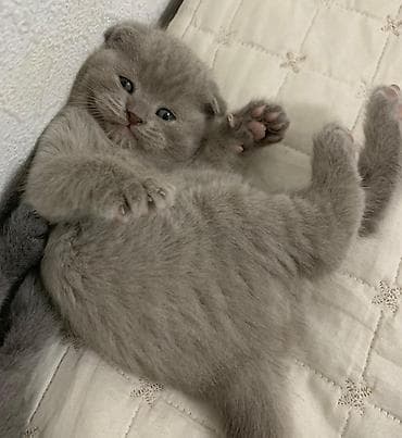 pişim: Şotland yastı qulaq — 4