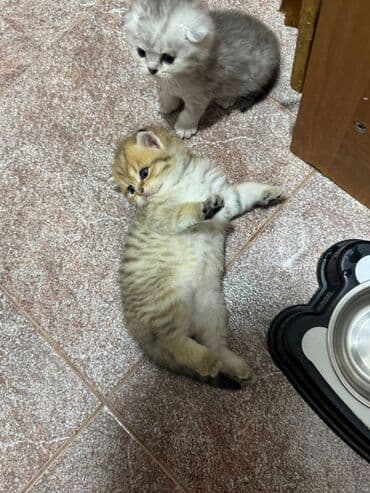 ən ucuz pişiklər: Britan — 7