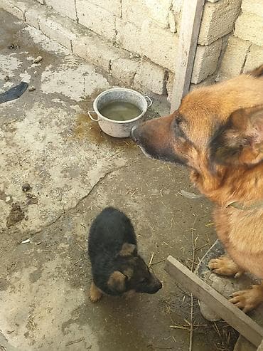 kanqal iti: Alman çoban iti, 1 ay, Dişi — 2